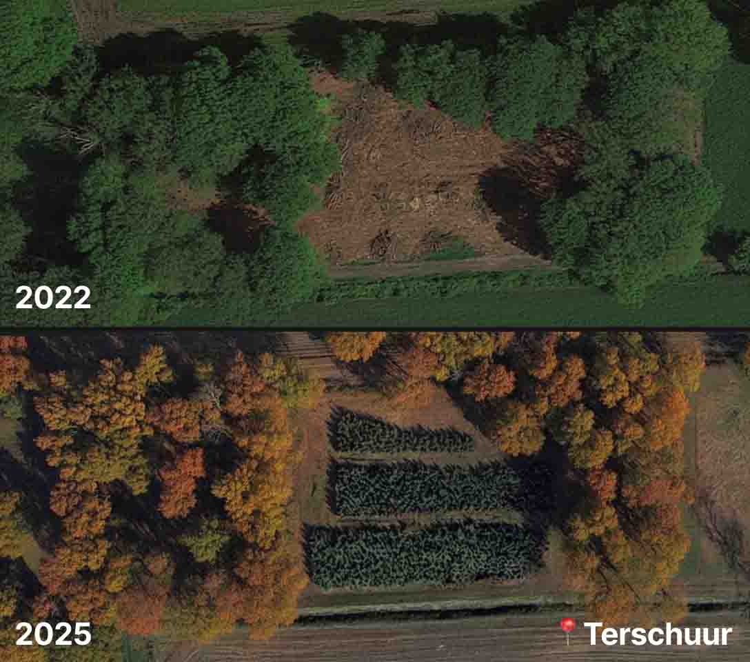Boom terugplanten op een veld